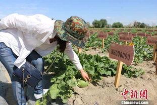 黑料吃瓜网apk普通安装 