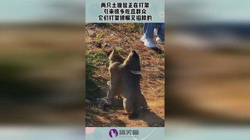黑料吃瓜网apk普通安装 
