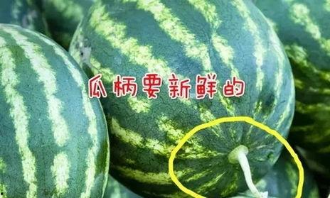 怎么样才能不当社畜:妻子的故事 